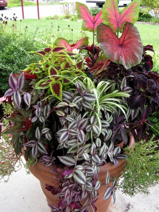 Indoor Plant For Shade Container Gardening | Img 1851 768X1024 Partial Shade Picture 389