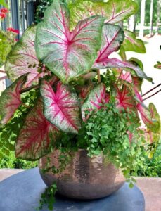 Indoor Plant For Shade Full Shade: This Plant Needs A Little More Love And Image 141