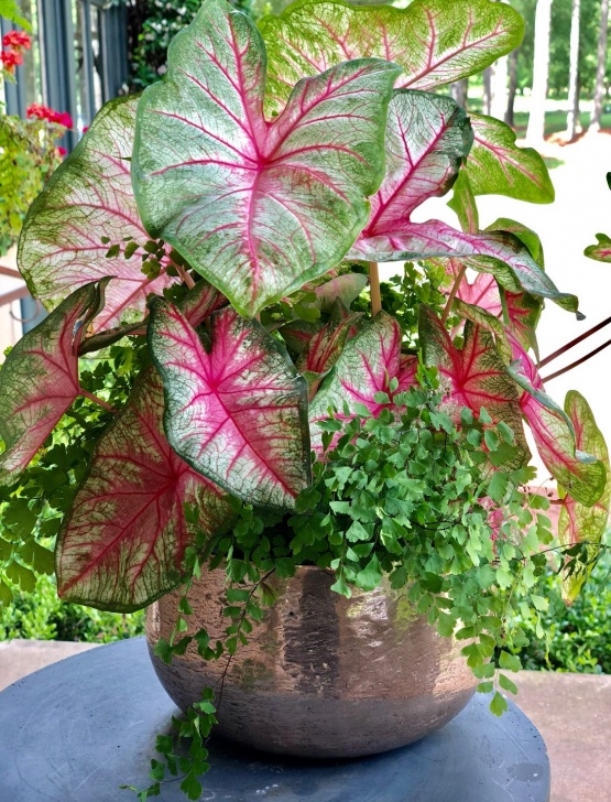 Indoor Plant For Shade Full Shade: This Plant Needs A Little More Love And Image 141