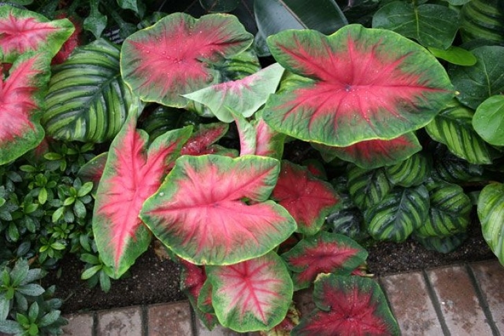Indoor Plant For Shade Looking To Add More Color? Why Not Start Some Easy-To-Grow Image 956