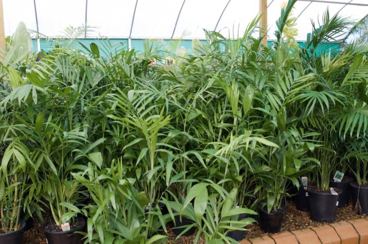 Indoor Plant For Shade Shade Loving Indoor Plants For Sale | Timbara Garden Centre Image 986