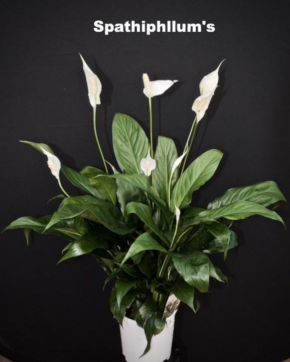 Indoor Plant For Shade Shade Loving Indoor Plants For Sale | Timbara Garden Centre Picture 444