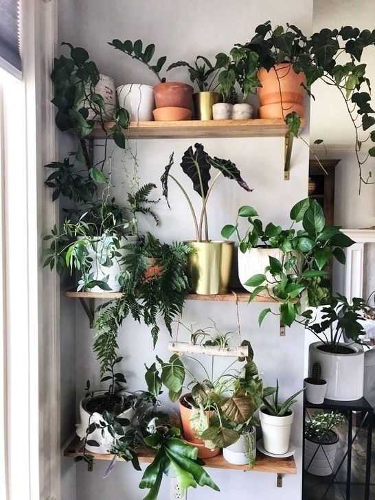Indoor Plant Lights Decorative 30+ Luxurious Indoor Decorative Ideas With Plants | Indoor Photo 171
