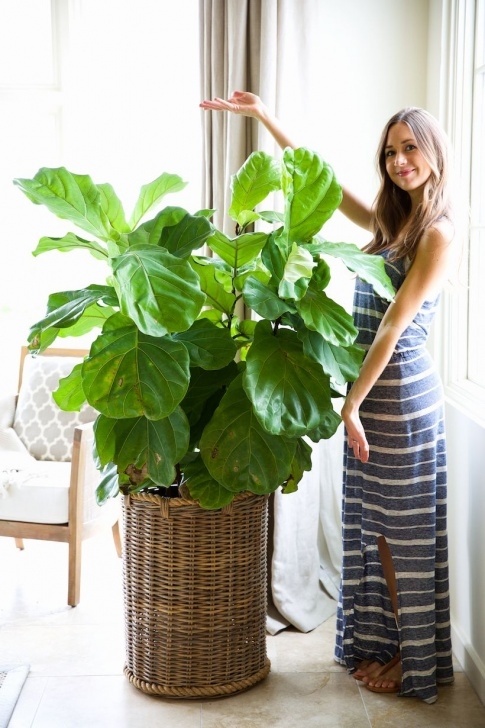 Indoor Plant Lights Decorative How To Keep Your Houseplants Green &amp; Gorgeous | Plants Image 172