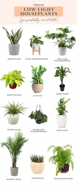 Indoor Plant Lights Decorative Pin On Gardening In 2020 | Indoor Plants Low Light, Low Photo 387