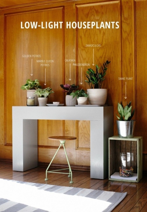 Indoor Plant Lights Decorative Six Fool-Proof, Low-Light Houseplants. | Houseplants Low Photo 538