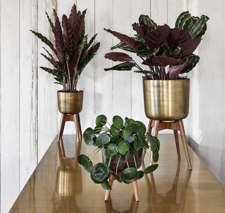 Indoor Plant Pots On Stands Brass Plant Pot On A Wooden Stand By The Forest &amp; Co Picture 286