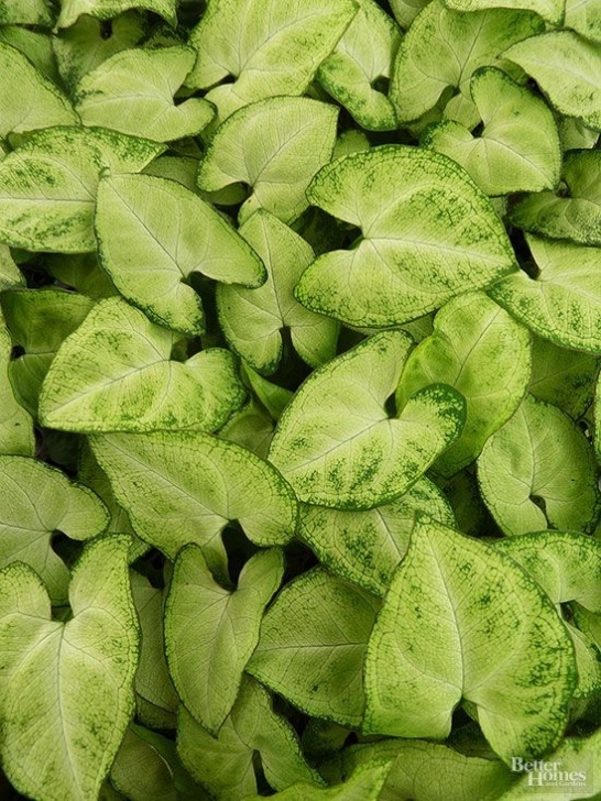 Indoor Plants Little Light 23 Of Our Favorite Low-Light Houseplants | Plants, Indoor Picture 640
