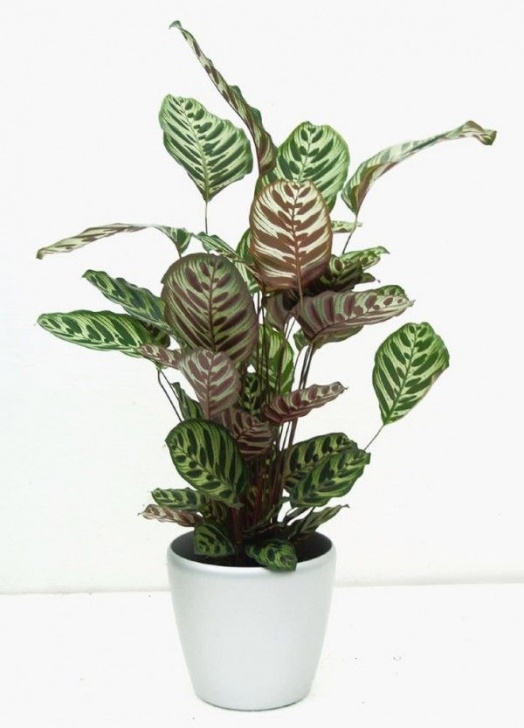 Indoor Plants Little Light 26 Best Plants To Grow Indoors Without Sunlight | Plants Photo 257