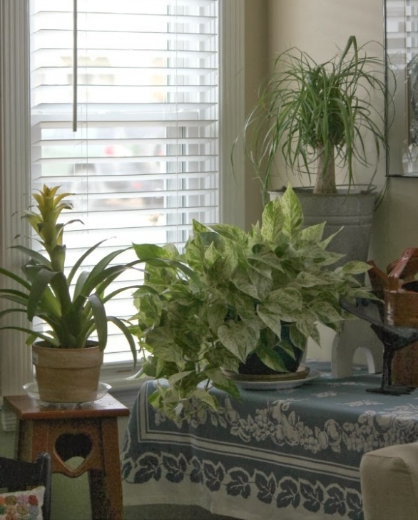 Indoor Plants Little Light House Plant Love · Cozy Little House Photo 417