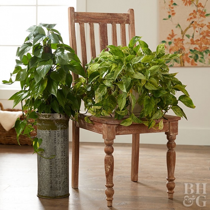 Indoor Plants Little Light Indoor Plants For Low Light Image 988