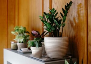 Indoor Plants Little Light Spring Update: Six Low-Light Houseplants | Warm Hot Chocolate Image 704