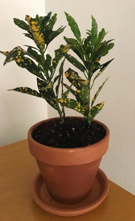 Indoor Plants Reddit Can A Gold Dust Croton Be Kept Indoors And How Do You Best Picture 897