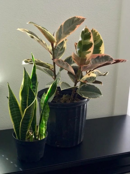 Indoor Plants Reddit Found Both Of My Wishlist Plants Today. Can’t Wait To Pot Photo 471