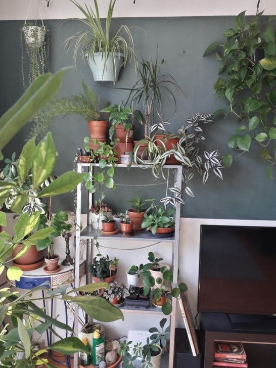 Indoor Plants Reddit Idea By Angela Giglio Hull On Planting Ideas! | Plants Picture 236