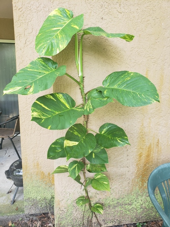 Indoor Plants Reddit Is This A Giant Golden Pothos Growing In My Back Yard? # Picture 412