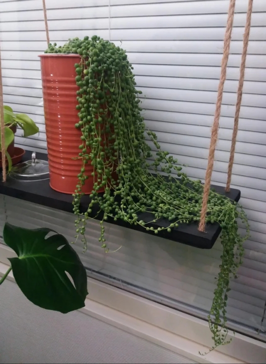 Indoor Plants Reddit Reddit: The Front Page Of The Internet | Plants, Planter Picture 020