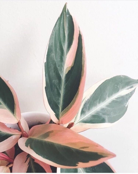 Indoor Plants Reddit Saw This On Instagram - I'Ve Got To Know If This Is Real Picture 633