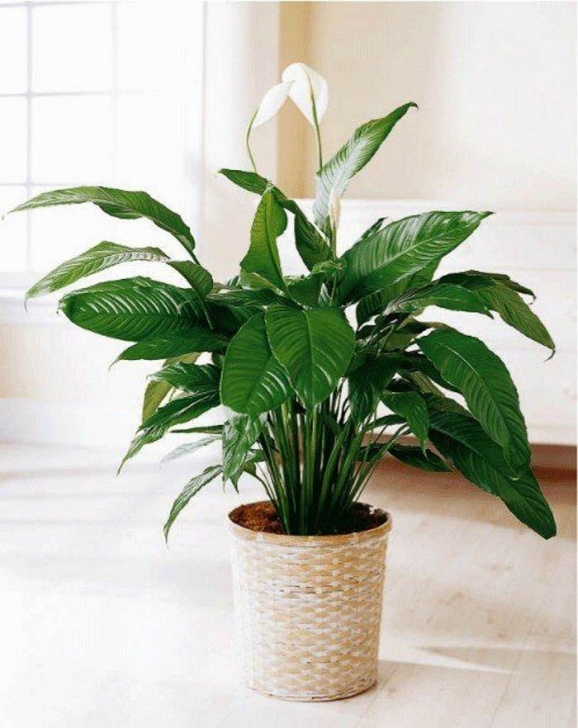 Indoor Plants Requiring Little Light 10 Hard To Kill Houseplants - The Green Eyed Girl Picture 815