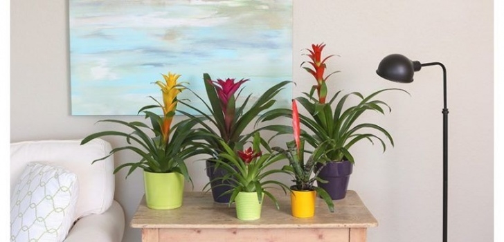 Indoor Plants Requiring Little Light 15 Best Low Light Indoor Plants | Indoor Plants Low Light Photo 707