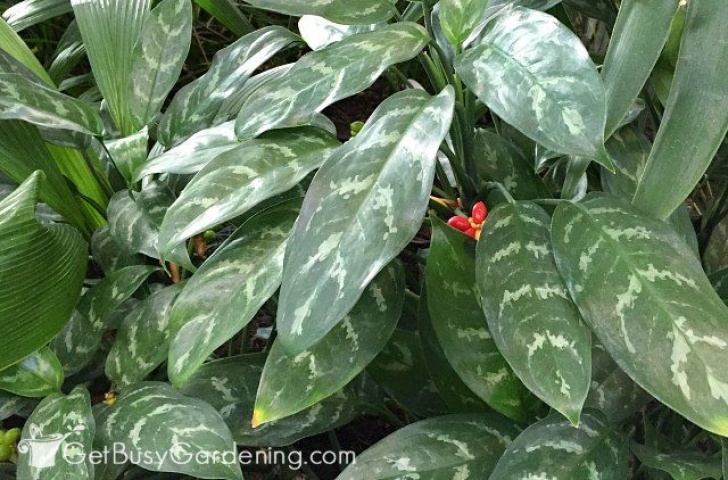 Indoor Plants Requiring Little Light 20 Low Light Indoor Plants That Are Easy To Grow | Plants Photo 989
