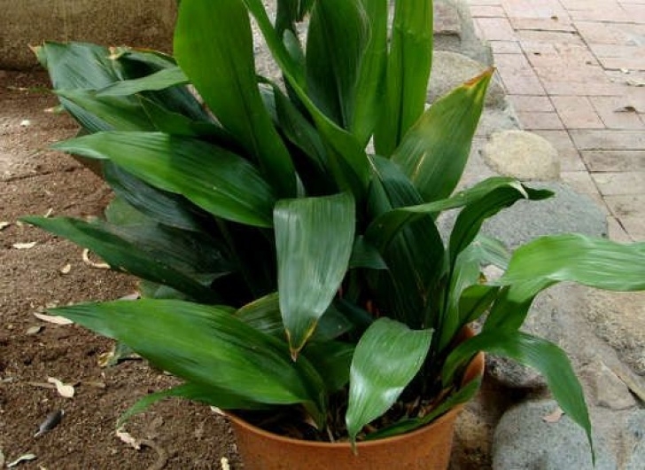 Indoor Plants Requiring Little Light 46 Best Plants &amp; Flowers That Don'T Need Sun Images On Picture 507