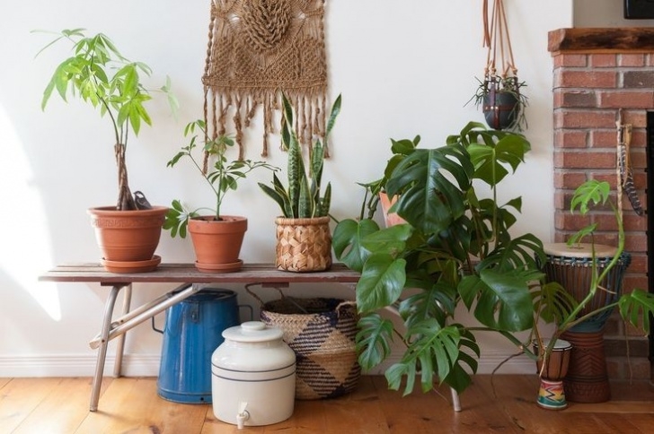 Indoor Plants Requiring Little Light 7 Easy-Care Indoor Plants That Need Little Light #Indoor # Photo 541