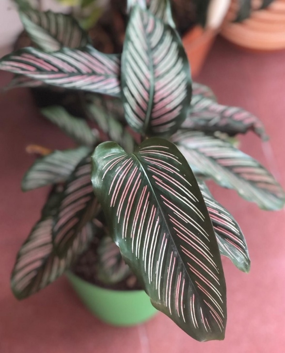 Indoor Plants Requiring Little Light Calathea Ornata'S Are Easy To Grow Tropical Plants That Image 635