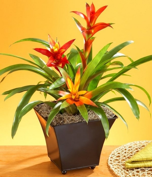 Indoor Plants Requiring Little Light Plants That Grow Without Sunlight | 17 Best Plants To Grow Picture 168