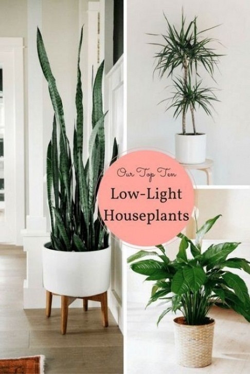 Indoor Plants Requiring Little Light These Plants Are Some Of The Easiest To Grow Plants That Image 647