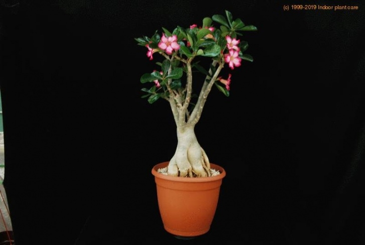 Indoor Rose Plant Care Adenium Obesum - Desert Rose - Nerium Obesum Care Picture 747