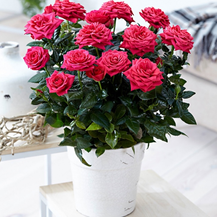 Indoor Rose Plant Care Buy House Plants Now Potted Rose Palace® 'Alicante Photo 820