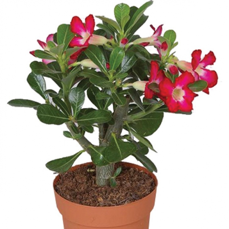 Indoor Rose Plant Care Desert Rose | $40.00 | Ottawa Flowers Image 018