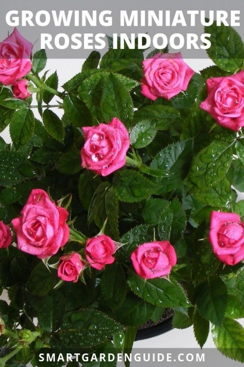Indoor Rose Plant Care Growing Miniature Roses Indoors (My Secret Tips | Rose Photo 281