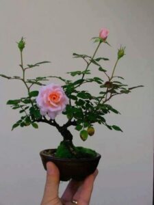 Indoor Rose Plant Care Really Pretty Miniature Rose Bonsai Tree | Garden Plant Picture 983