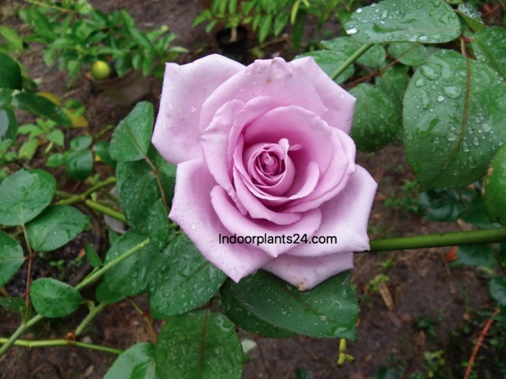 Indoor Rose Plant Care Rosa Spp. Rosaceae Miniature Rose Benefits, Care Image 177