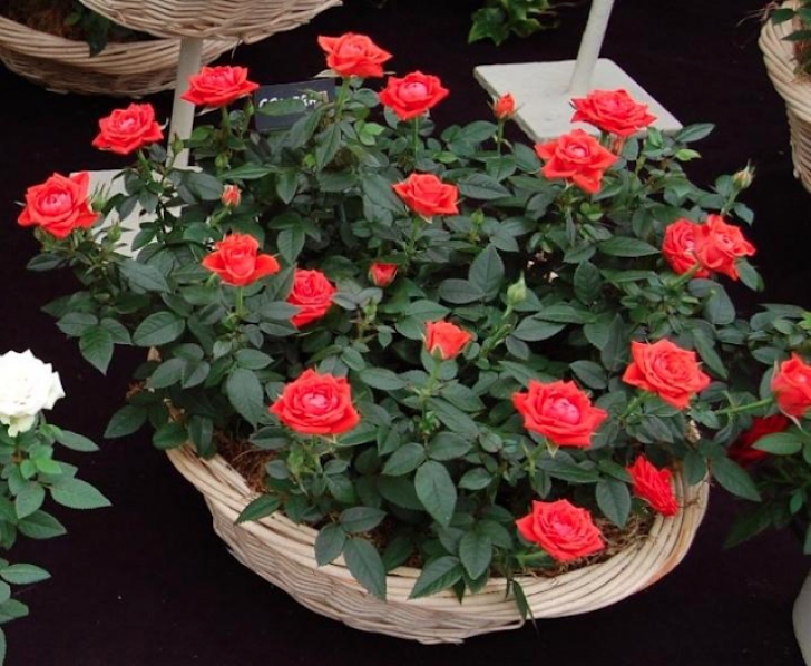 Indoor Rose Plant Care Rosa Spp. Rosaceae Miniature Rose Benefits, Care Photo 050