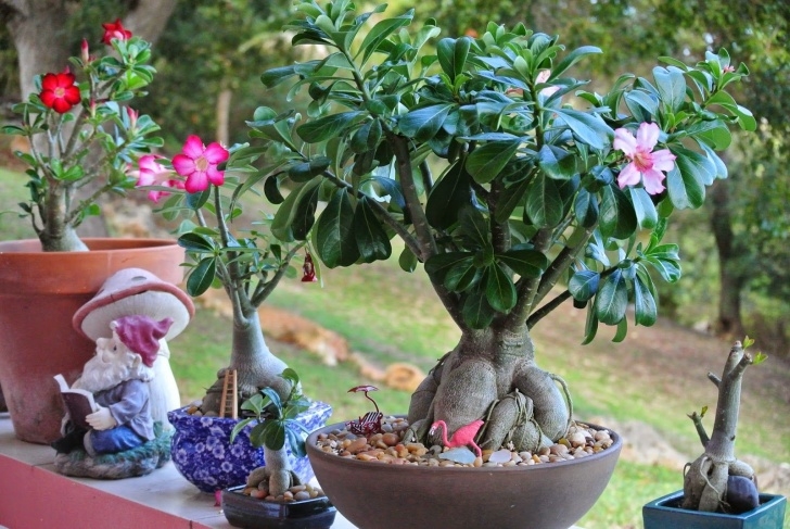 Indoor Roses Care Desert Rose Plants – When &amp; How To Repot Them | Desert Picture 774