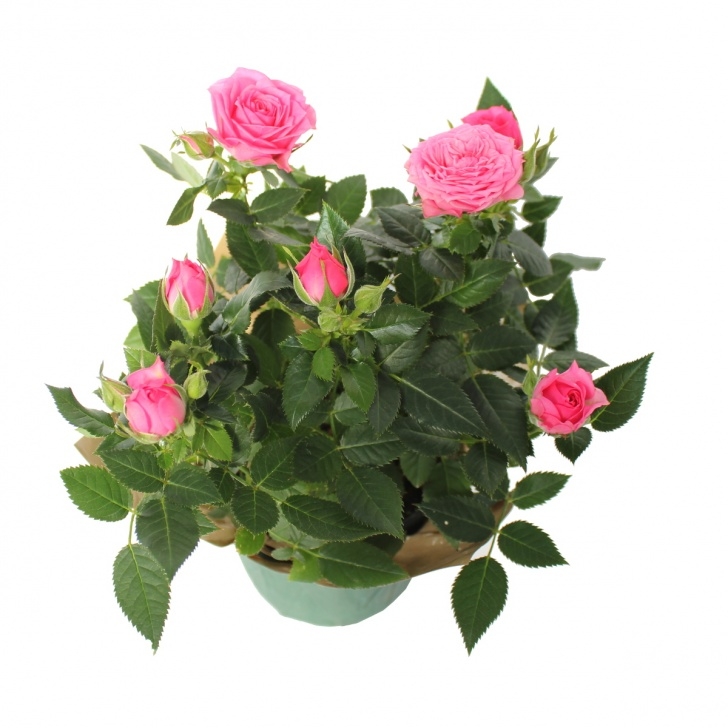 Indoor Roses Care Mini Roses | Meyers Farms Image 569
