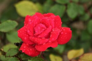 Indoor Roses Care Miniature Rose Bush—Indoor Care | Dengarden Photo 658