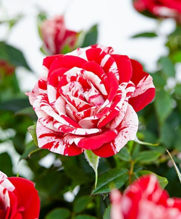 Indoor Roses Care Potted Rose Parade® 'Gigi’ | Indoor Roses, Indoor Roses Image 628