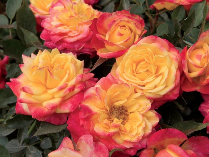 Indoor Roses Care Rosa Spp. Rosaceae Miniature Rose Benefits, Care Picture 104