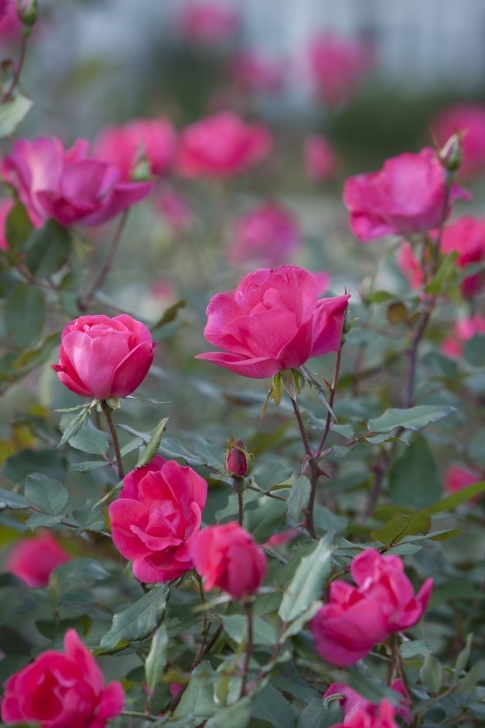 Indoor Roses Care Summer Care For 'Knock Out' Rose | Knockout Roses Photo 188