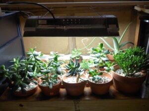 Indoor Sun Lamp For Plants The Complete Guide To Grow Lights For Succulents – Sublime Image 453