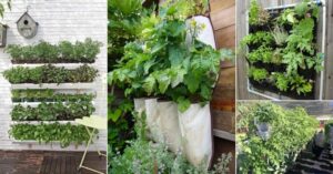 Indoor Vertical Vegetable Garden 12 Diy Vertical Vegetable Garden Ideas To Grow More Food Photo 507