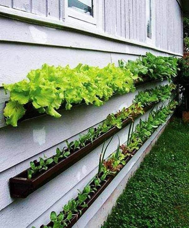 Indoor Vertical Vegetable Garden 26+ Best Diy Vertical Rain Gutter Garden Ideas For Small Photo 794