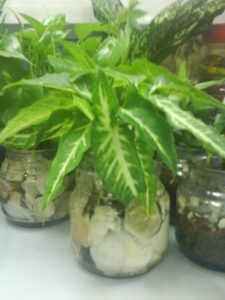 Indoor Water Garden Plants Garden Chronicles: Indoor Plants Picture 046
