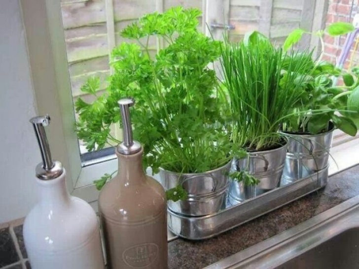 Indoor Windowsill Herb Garden 15 Incredible Ideas For Indoor Herb Garden Picture 753