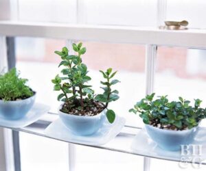 Indoor Windowsill Herb Garden Windowsill Gardens Image 527