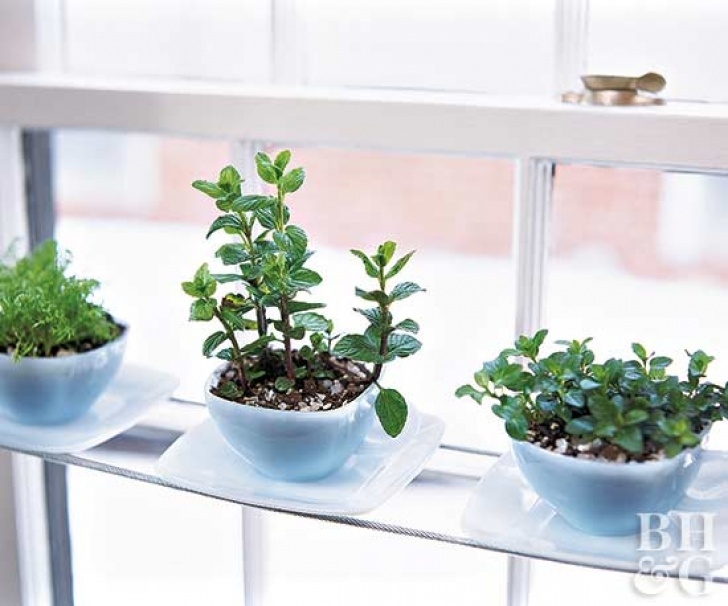 Indoor Windowsill Herb Garden Windowsill Gardens Image 527